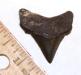 Angustidens Shark Tooth